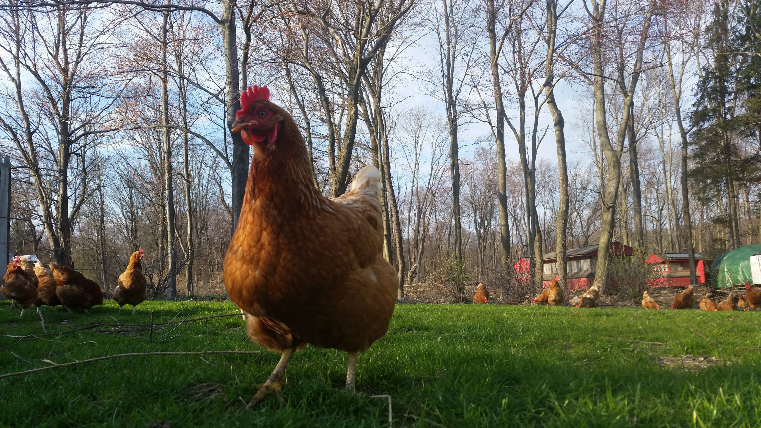 Rhode Island Red Sex Link Chicken (Hen) | Hazelman Farms
