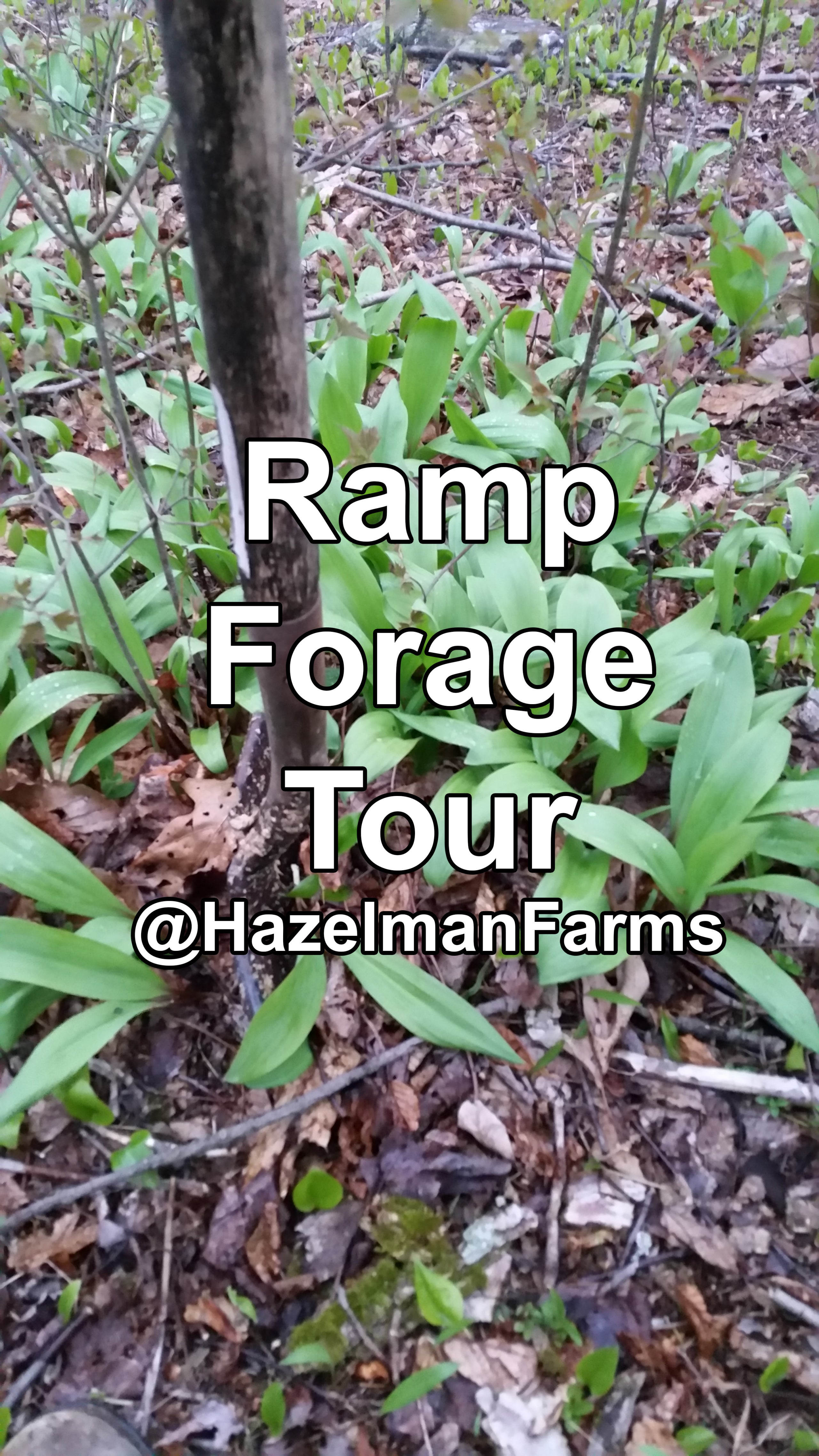 Ramp Forage Tour | Hazelman Farms
